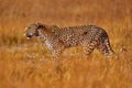 Africa wildlife. Leopard, Panthera pardus shortidgei, nature habitat, big wild cat in the nature habitat, sunny day on the