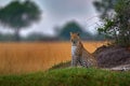 Africa wildlife. Leopard, Panthera pardus shortidgei, nature habitat, big wild cat in the nature habitat, sunny day on the