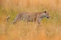 Africa wildlife. Leopard, Panthera pardus shortidgei, nature habitat, big wild cat in the nature habitat, sunny day on the