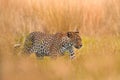 Africa wildlife. Leopard, Panthera pardus shortidgei, nature habitat, big wild cat in the nature habitat, sunny day on the