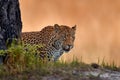 Africa wildlife. Leopard, Panthera pardus shortidgei, nature habitat, big wild cat in the nature habitat, sunny day on the