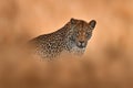 Africa wildlife. Leopard, Panthera pardus shortidgei, nature habitat, big wild cat in the nature habitat, sunny day on the