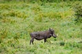 Africa. Wildlife scene from nature