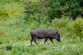 Africa. Wildlife scene from nature