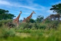 Africa wildlife. Waterbuck in water, Kobus ellipsiprymnus, large antelope in sub-Saharan Africa, detail portrait in the water.