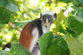 Africa,Zanzibar Island red monkey