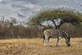 Africa - Zebra