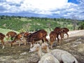 Africam Safari park near Puebla city in Mexico