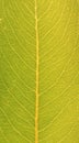 African Abstract shapes - Apple tree leaf 2 Royalty Free Stock Photo