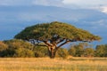 African Acacia tree