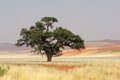 African Acacia tree, Sossusvlei, Namibia Royalty Free Stock Photo