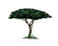 African acacia tree from a splash of watercolor, colored drawing, realistic