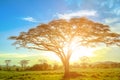 Serengeti acacia tree at sunrise Royalty Free Stock Photo