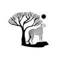 African Acacia Tree with Tiger Jaguar Leopard Cheetah Puma Panther Silhouette for Safari Adventure . Logo cheetah and Royalty Free Stock Photo