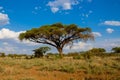 African acacia trees landscape in savannah bush