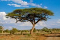 African acacia trees in savanna bush Royalty Free Stock Photo