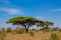 African acacia trees in savanna bush