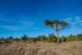 African acacia trees in savanna bush Royalty Free Stock Photo