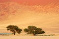 African Acacia trees, Sossusvlei, Namibia Royalty Free Stock Photo