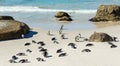 African ackass Penguins, Boulder Beach, South Africa