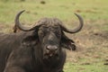 African adult buffalo