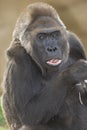 African adult female western lowlands gorilla Royalty Free Stock Photo