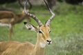 African Adult Gazelle close up