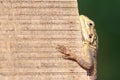 African agama lizard climbing a vertical wall