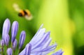 lily flower bee African agapanthus (Agapathus africanus) with bumble bee