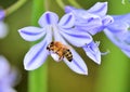 African agapanthus (Agapathus africanus) with bumble bee Royalty Free Stock Photo