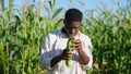 African American agriculturist thoroughly examines corncob