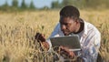 African American agronomist examines ears of wheat on field Royalty Free Stock Photo