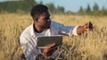 African American agronomist explores ripe wheat plantation Royalty Free Stock Photo