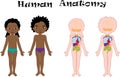 African American boy and girl unclothed. Human anatomy for kids Royalty Free Stock Photo