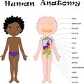 African American boy unclothed. Human anatomy for kids Royalty Free Stock Photo