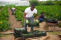 African-american farmer collects and carries boxes zucchini