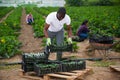 African-american farmer collects and carries boxes zucchini
