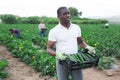 African-american farmer collects and carries boxes zucchini