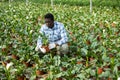 African american farmer examines a spathiphyllum