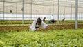 African american farmer in greenhouse taking care of lettuce plants removing damaged plants