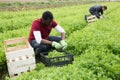 African American farmer harvesting green mizuna