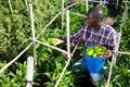 African-american farmer harvesting bell peppers on plantation