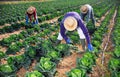 African-american farmer harvesting cabbage in farm field