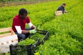 African American farmer harvesting green mizuna on the field