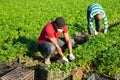 African american farmer in medical mask harvesting parsley ic