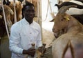 African american farmer milking a goats with an automatic milk machine