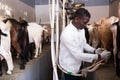 African american farmer milking a goats with an automatic milk machine