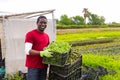 Farmer stocking boxes with green mizuna on the field