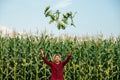 African American farmer throws corn cobs up. Royalty Free Stock Photo