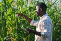 African American farmer types info on tablet on corn field